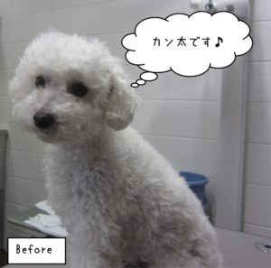 カット前トイプードル