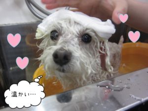 スパ中トイプードル