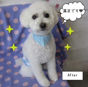 カット後トイプードル