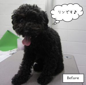 カット前トイプードル