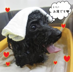 スパ中トイプードル