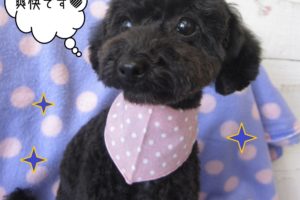 おすまし黒トイプードル