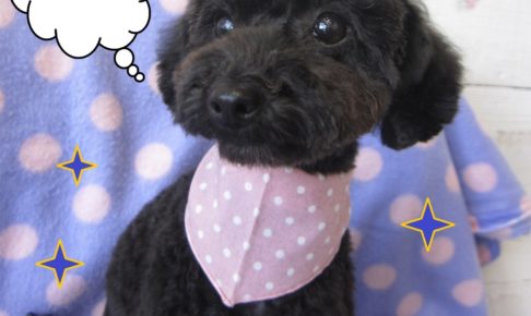 おすまし黒トイプードル