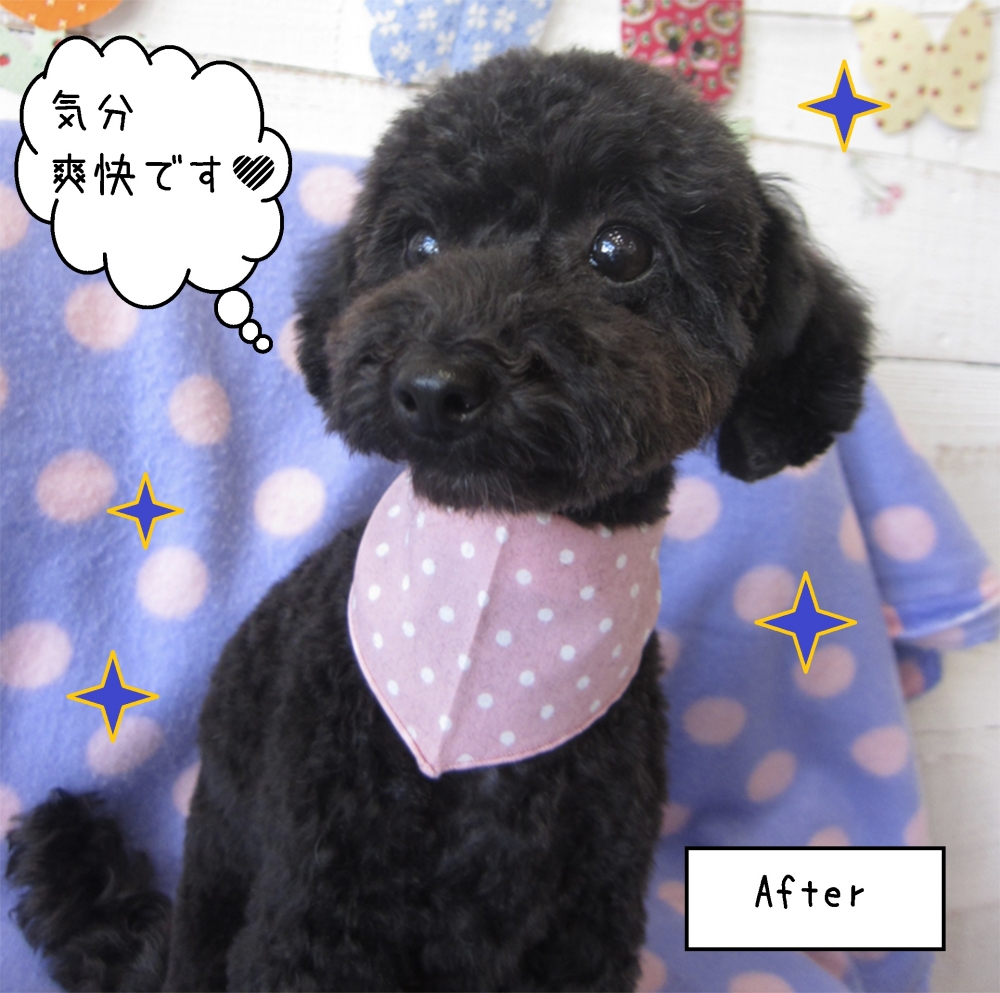 おすまし黒トイプードル