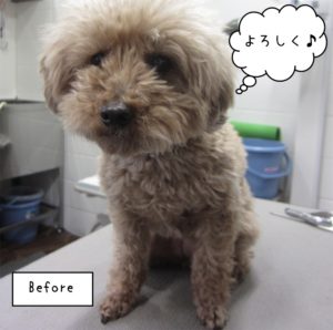 カット前トイプードル