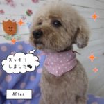 おすましトイプードル