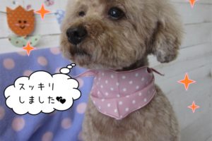 おすましトイプードル