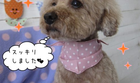 おすましトイプードル