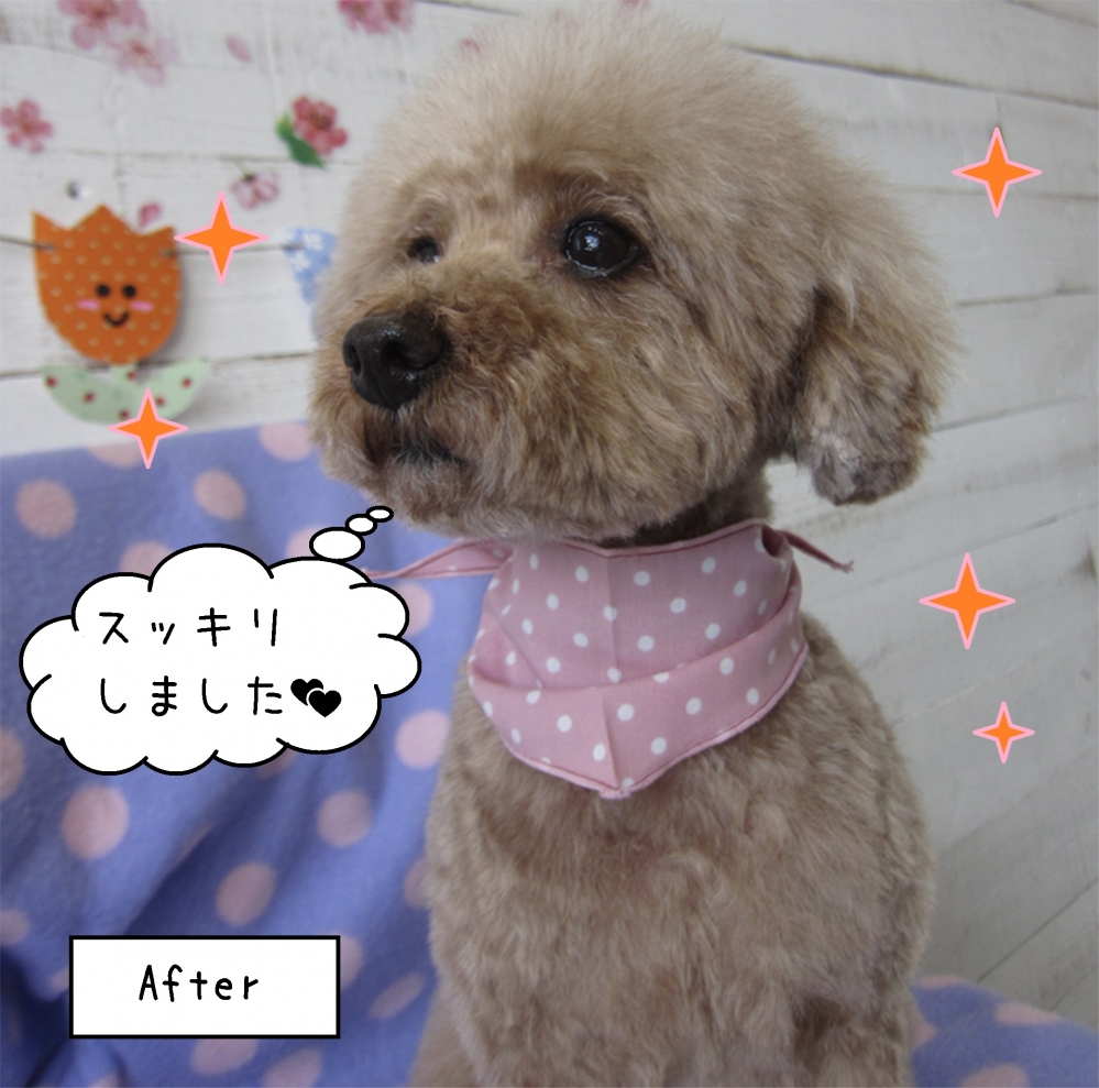 おすましトイプードル