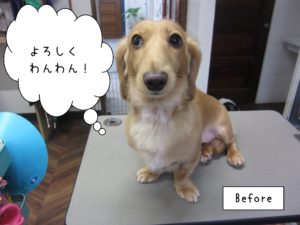 カット前ミニチュアダックス