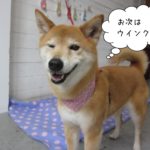 ウィンクミックス