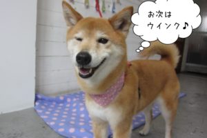 ウィンクミックス