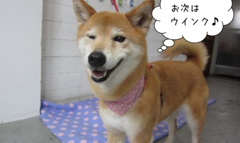 ウィンクミックス