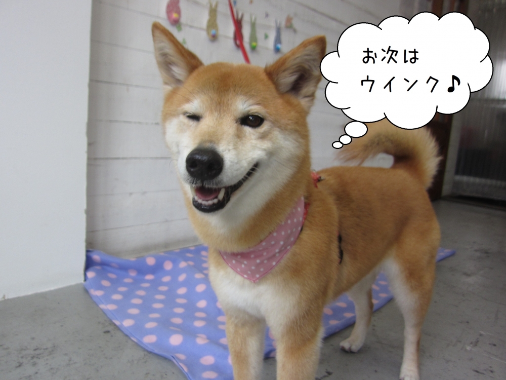 ウィンクミックス