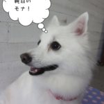 笑顔純白スピッツ