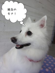 笑顔純白スピッツ