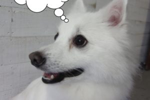 笑顔純白スピッツ