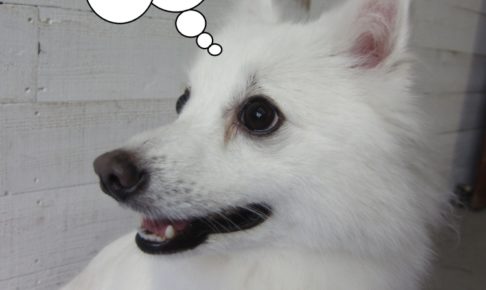 笑顔純白スピッツ