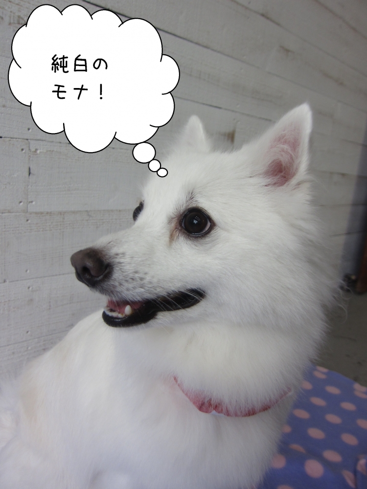 笑顔純白スピッツ