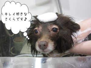 シャンプー中ミックス