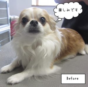 カット前チワワ