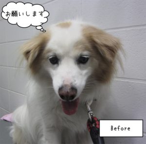 カット前ミックス