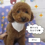おすましすっきりトイプードル