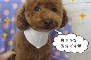 おすましすっきりトイプードル