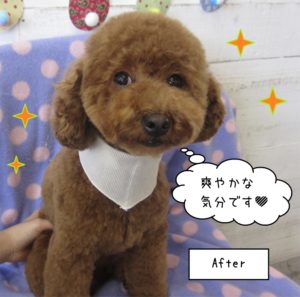 おすましすっきりトイプードル
