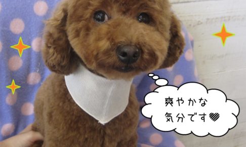 おすましすっきりトイプードル