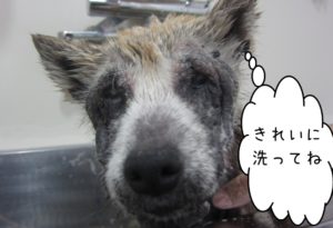 シャンプー中柴犬