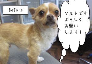 カット前チワワ