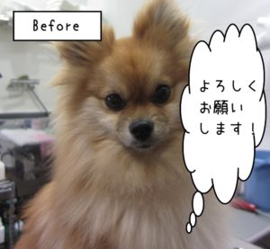 カット前ポメラニアン
