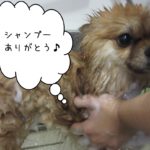 シャンプー中ポメラニアン