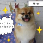 笑顔ポメラニアン