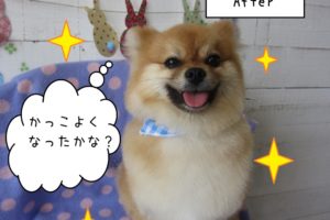 笑顔ポメラニアン