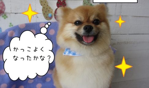 笑顔ポメラニアン