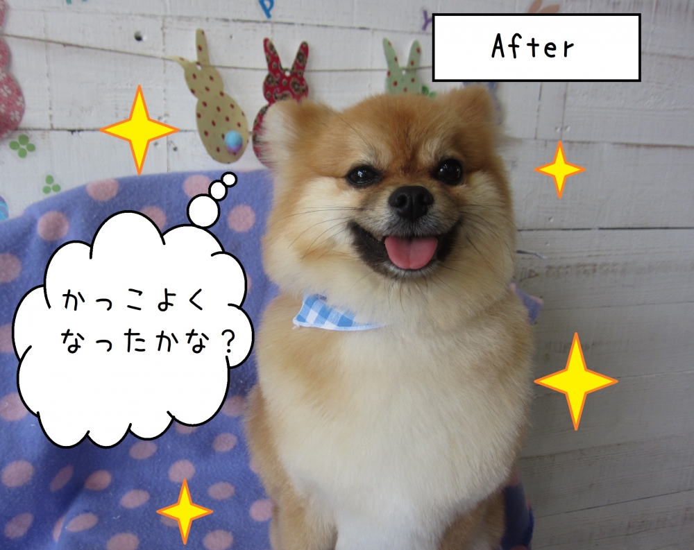 笑顔ポメラニアン