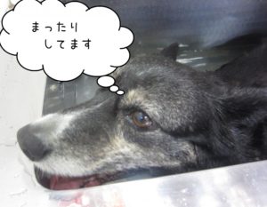 スパ中コーギー