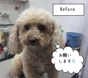 カット前トイプードル