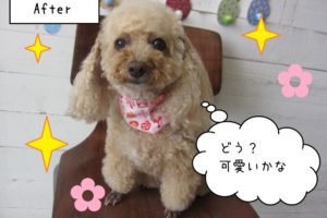 おすまし可愛いトイプードル