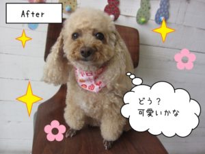 おすまし可愛いトイプードル