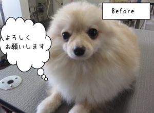 カット前ポメラニアン