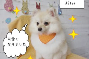 おすましポメラニアン