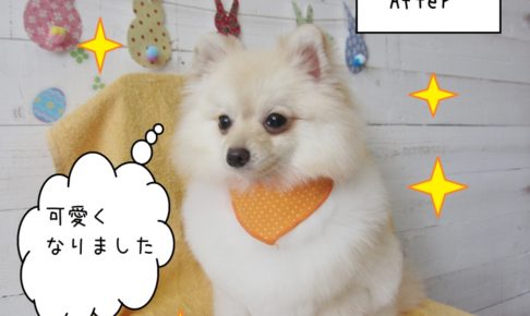 おすましポメラニアン