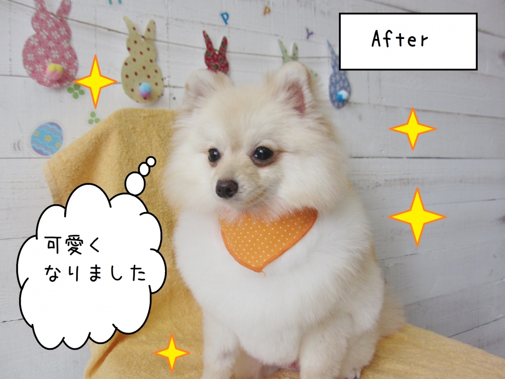 おすましポメラニアン