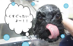 シャンプー中ミックス