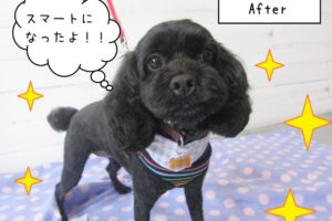 スマートミックス