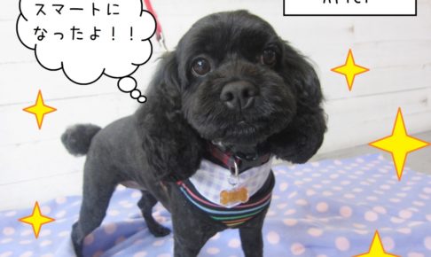 スマートミックス