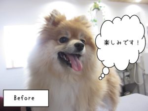 カット前ポメラニアン